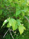 Green Ãâ¢pring leaves